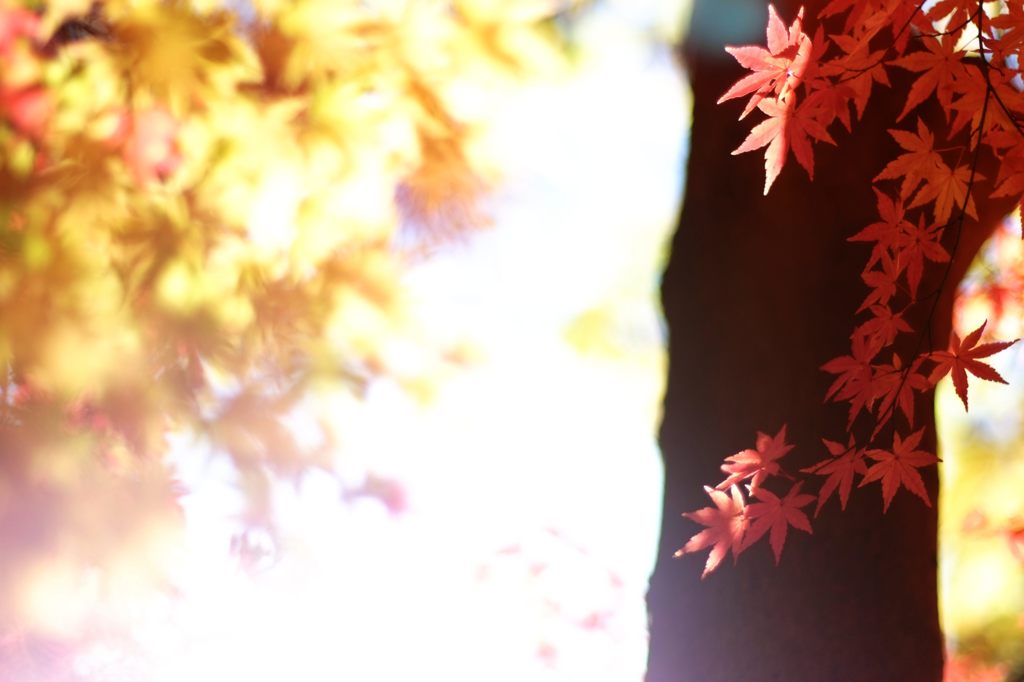 東京紅葉日和