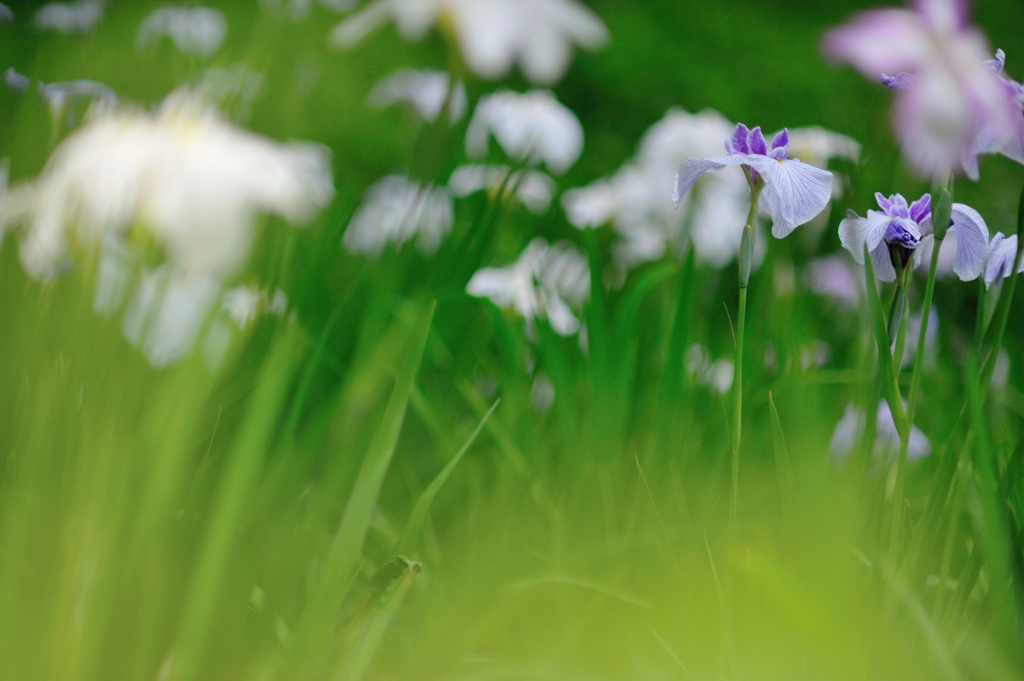 小石川の花菖蒲