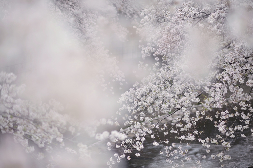 spring for tokyoites 2021