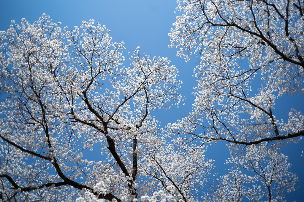 spring for tokyoites 2025