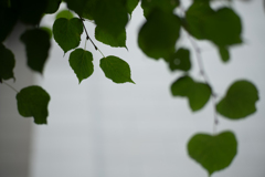petit green