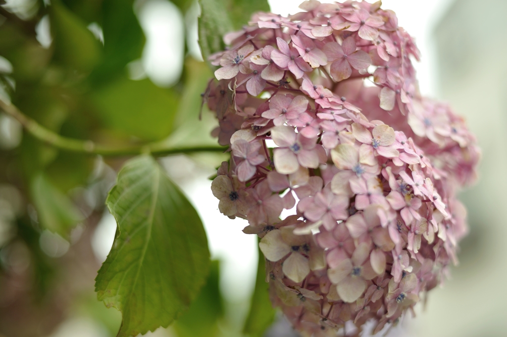 紫陽花