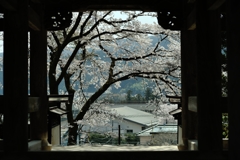 海禅寺の桜