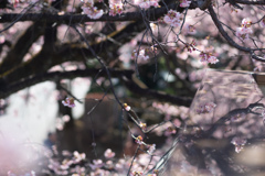 spring for tokyoites 2026