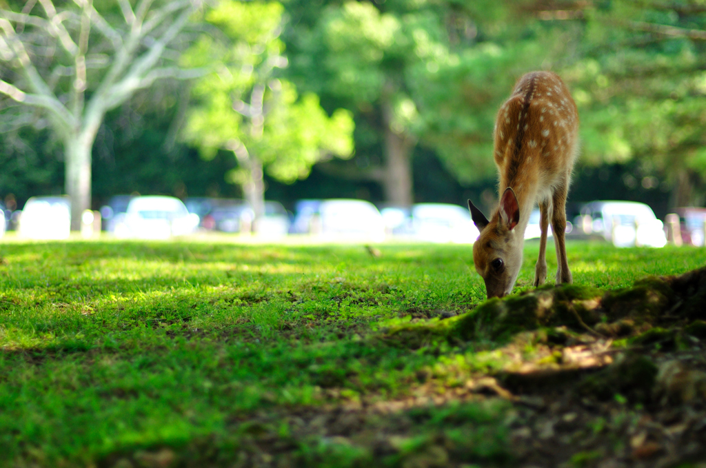 上目遣いのカワイイやつ