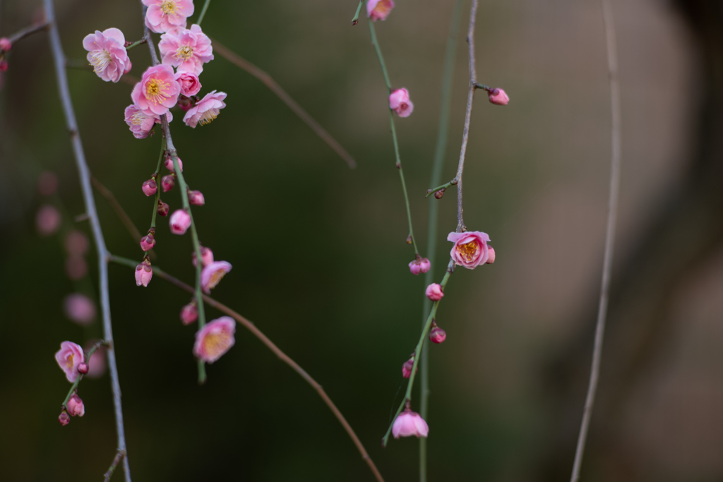 spring for tokyoites 2024