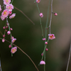 spring for tokyoites 2024
