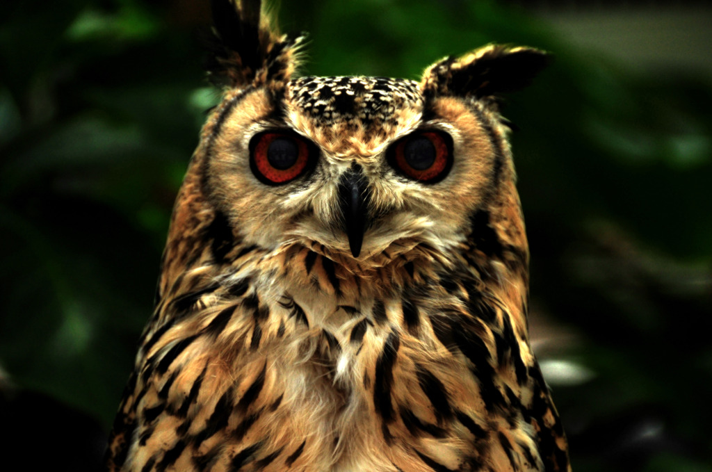 Eagle Owl