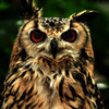 Eagle Owl
