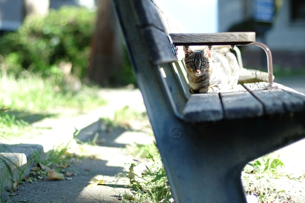 朝ねこ