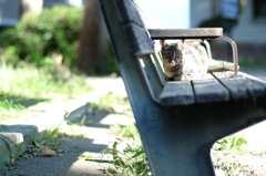 朝ねこ
