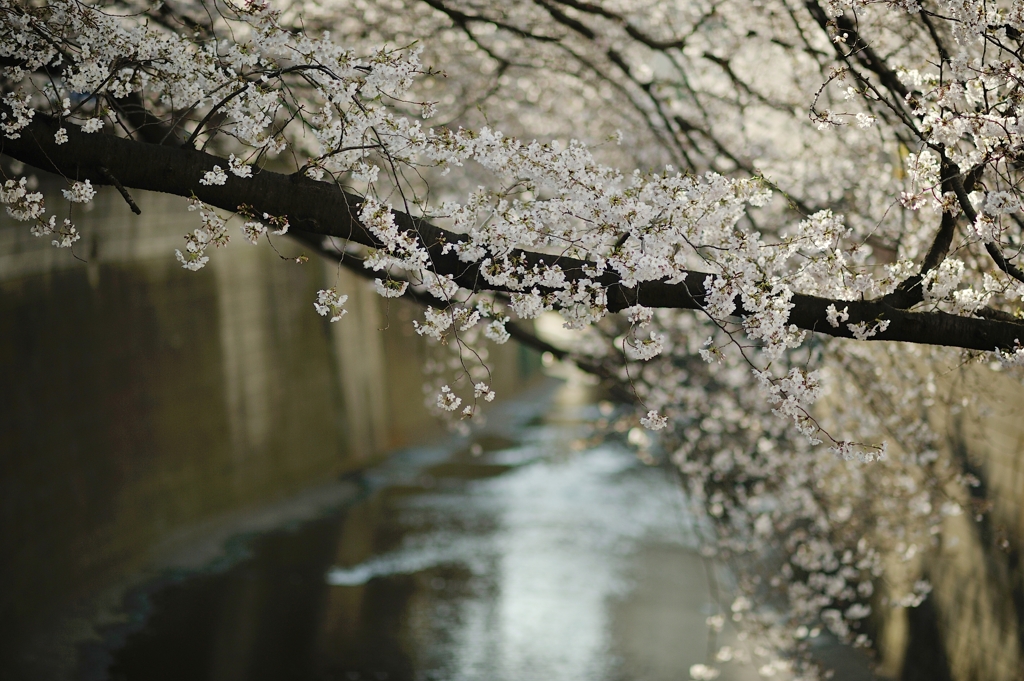 spring for tokyoites 2021