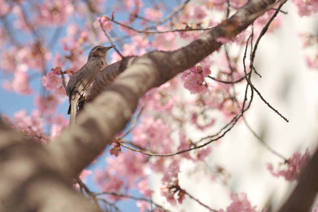 spring for tokyoites 2022