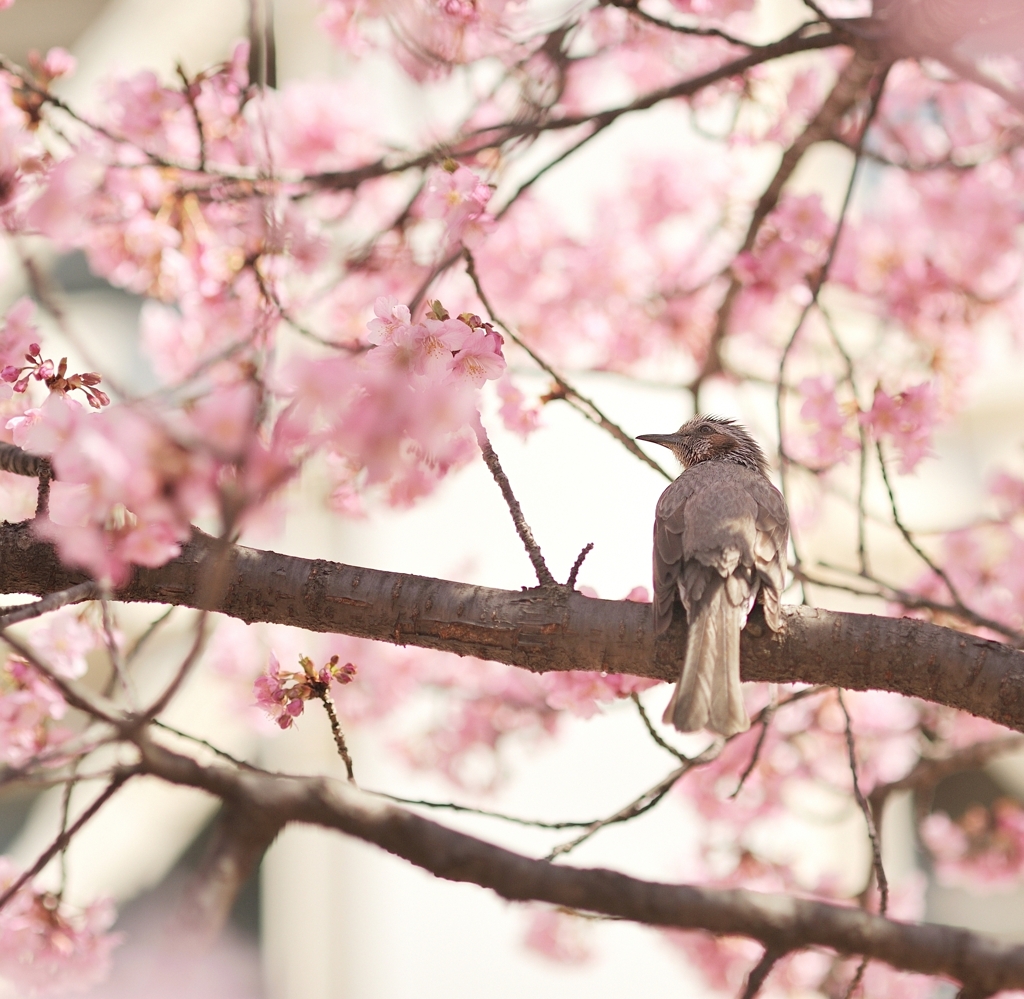 spring for tokyoites 2022