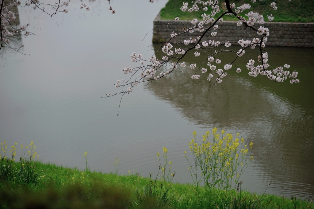 the Chidorigafuchi Moat
