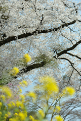 spring for tokyoites 2018