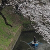 spring for tokyoites