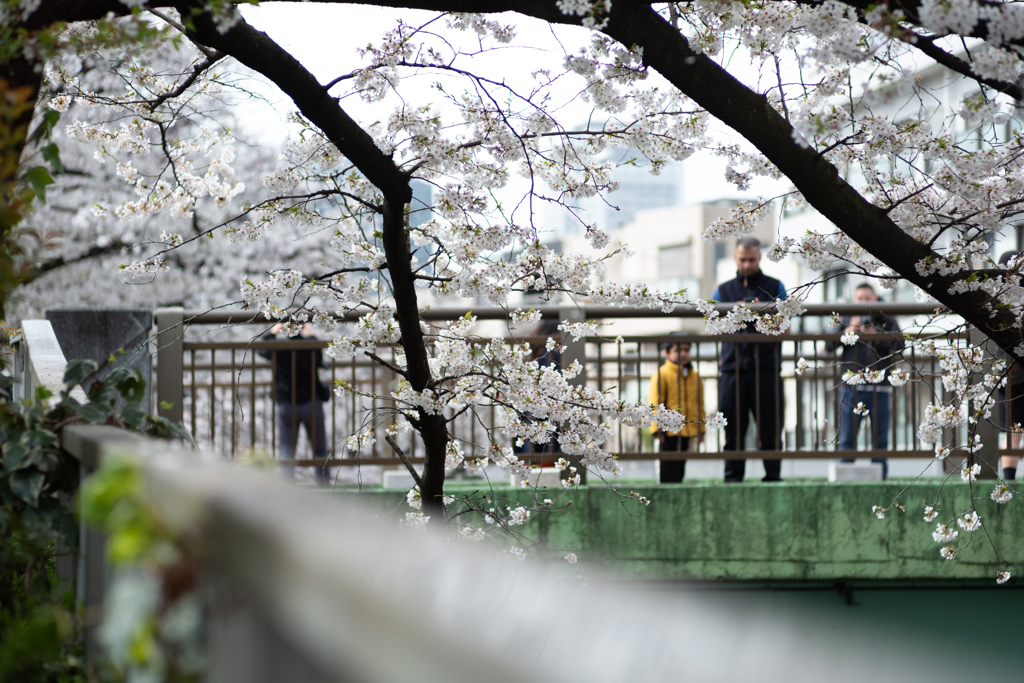 spring for tokyoites 2025