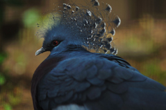 crowned pigeon