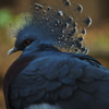 crowned pigeon