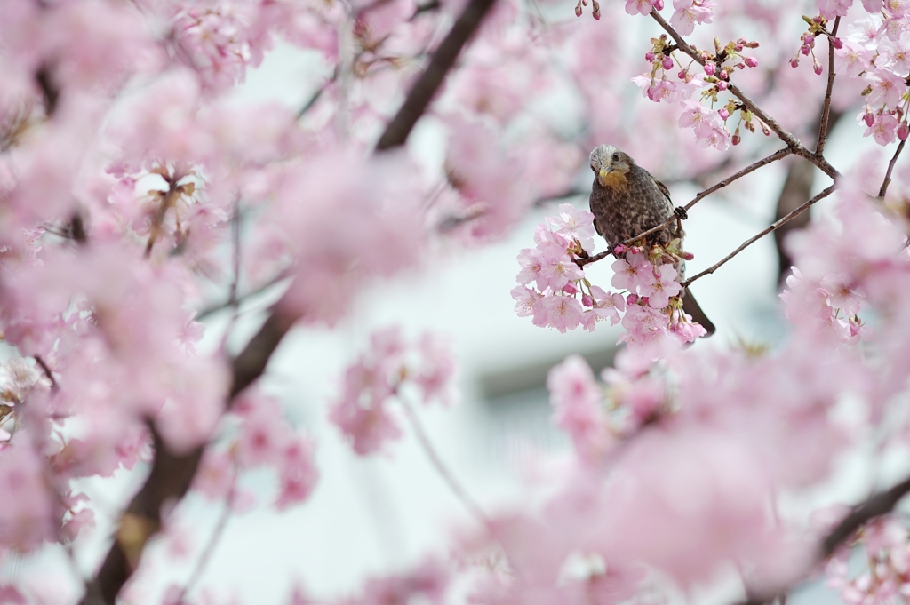 spring for tokyoites 2020