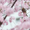 spring for tokyoites 2020