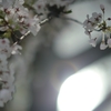 spring for tokyoites
