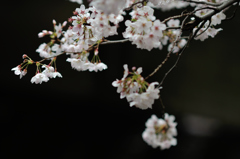 spring for tokyoites