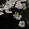 spring for tokyoites