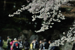 spring for tokyoites