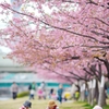 spring for tokyoites