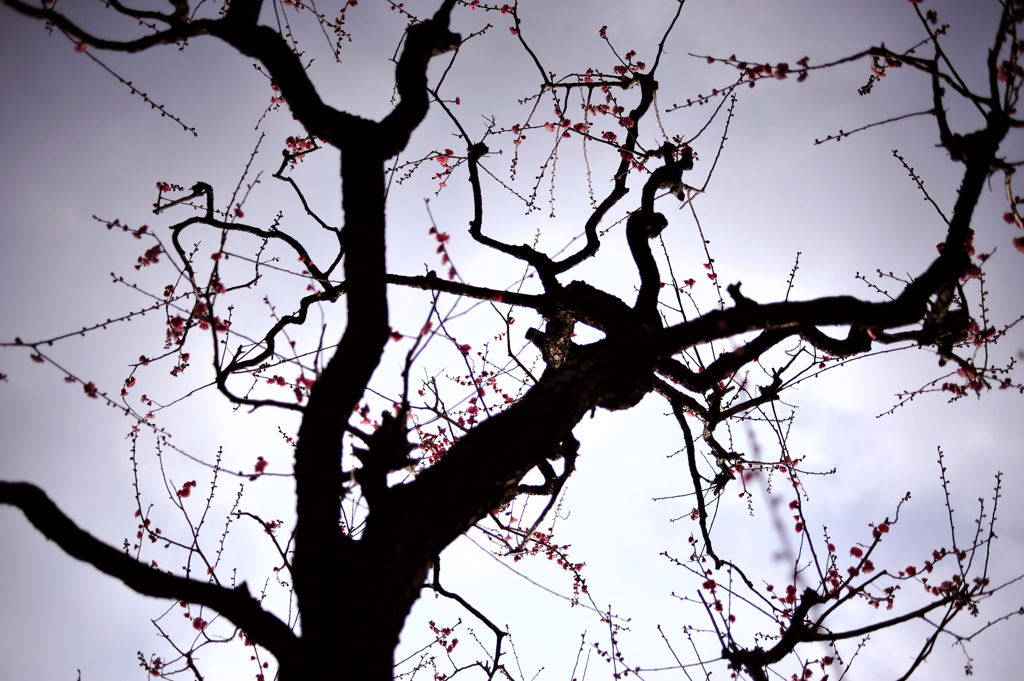 ume