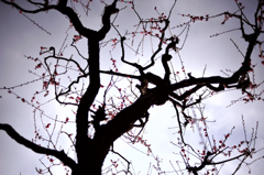 ume