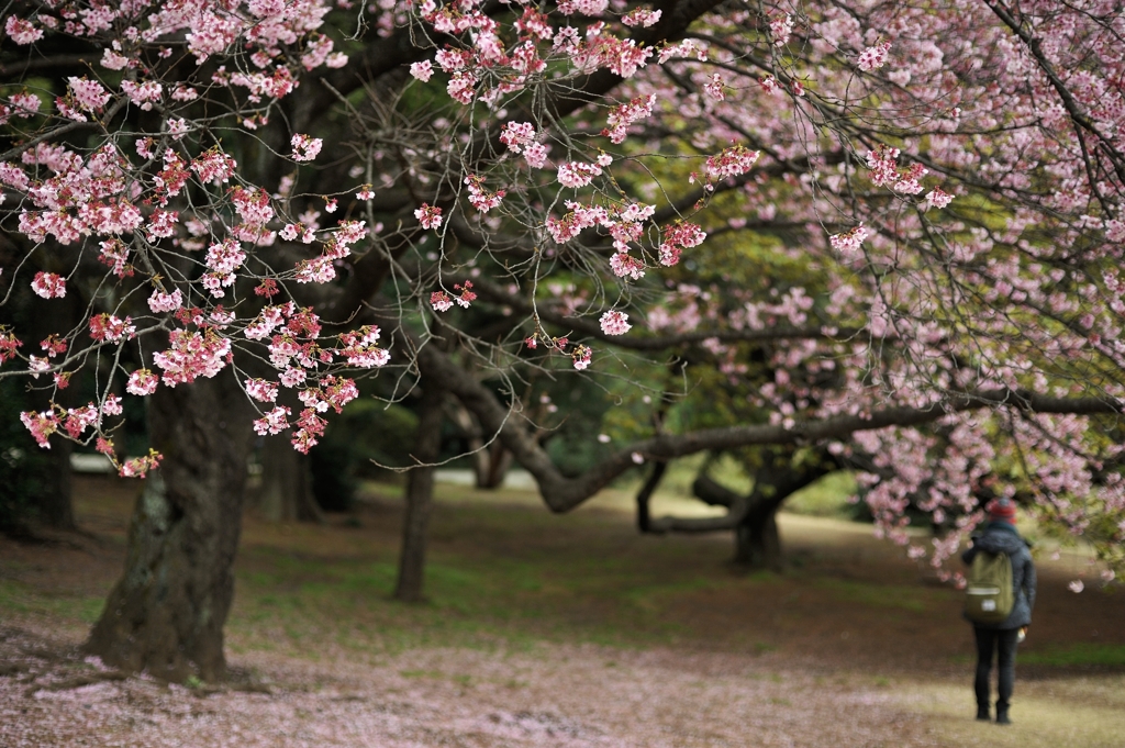 大きな桜の木の下で