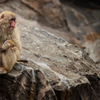 japanese monkey