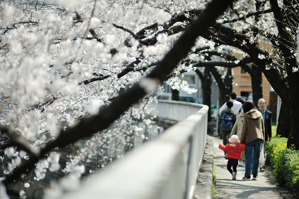 spring for tokyoites 2019