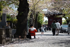 spring for tokyoites 2024