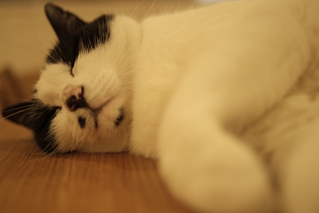 すやすや猫