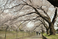 spring for tokyoites 2022