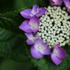 紫陽花