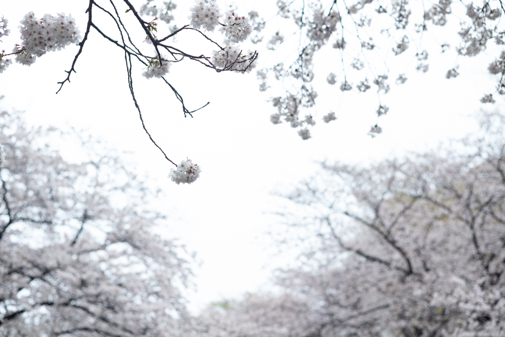 spring for tokyoites 2023