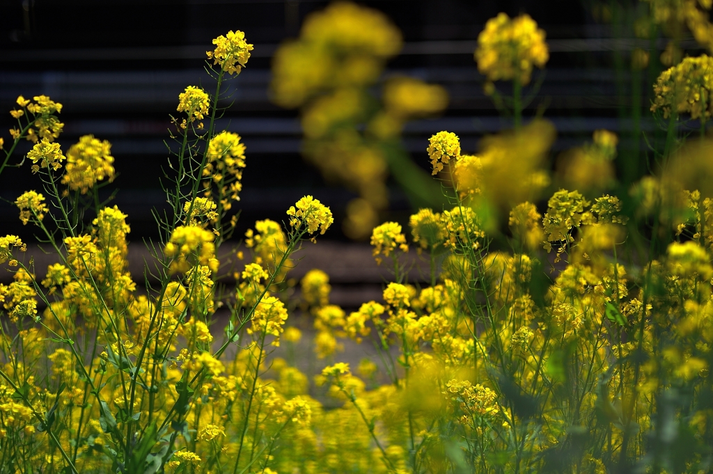footsteps of spring