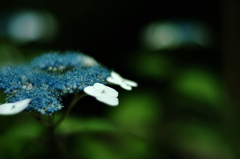 天龍寺の紫陽花