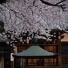 新井薬師の春