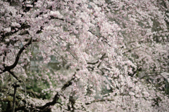 spring for tokyoites