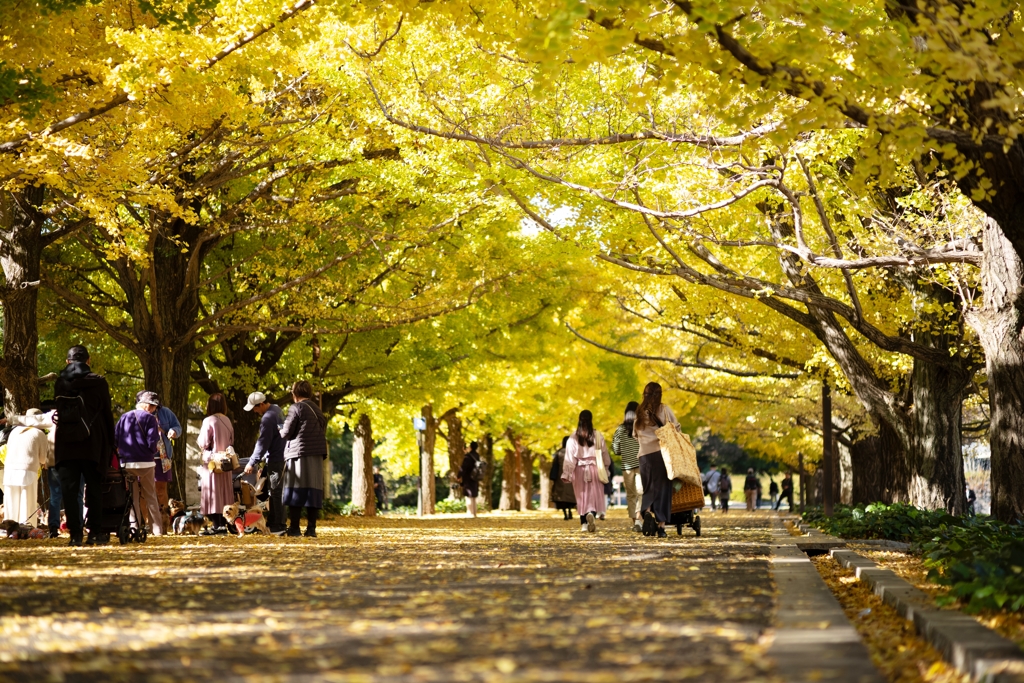 autumn for tokyoites 2023