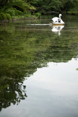 swanboat