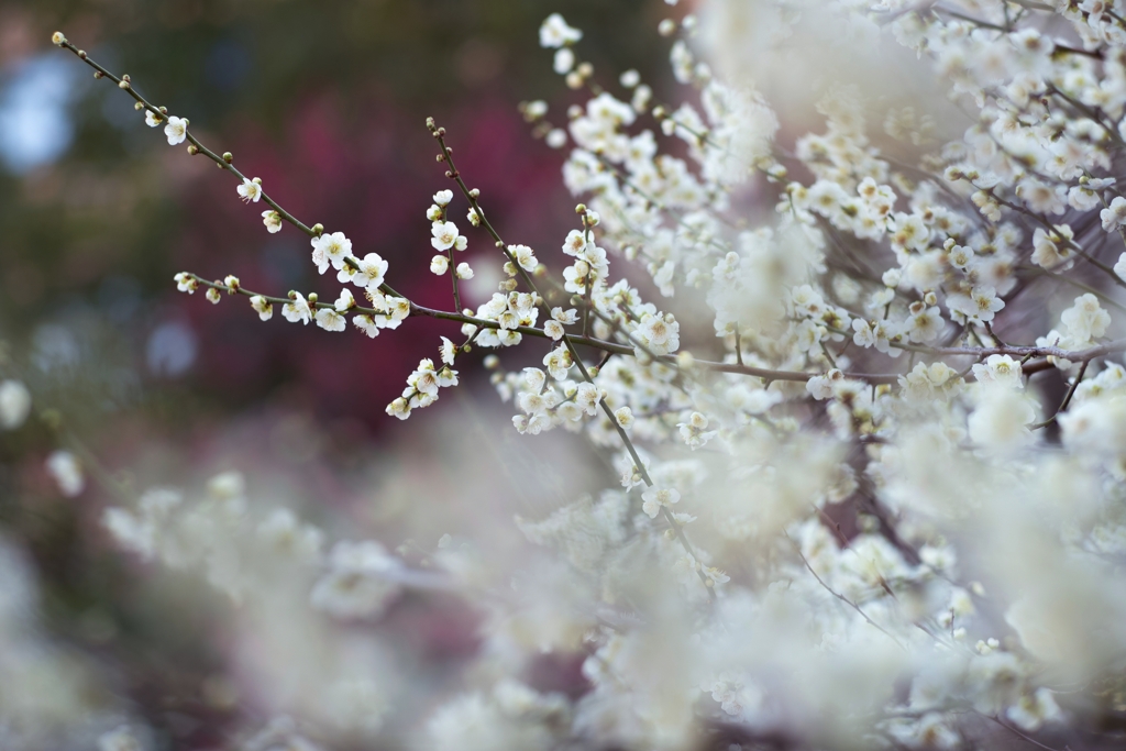 spring for tokyoites 2024