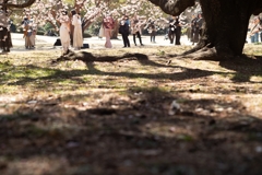 spring for tokyoites 2025