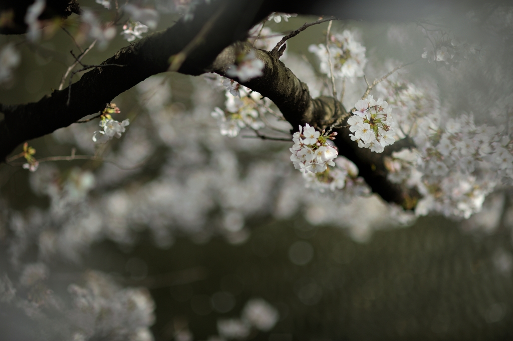 spring for tokyoites 2020